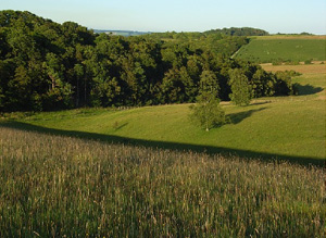 Area 11 Greenhill and Thule Downlands Historic North Wessex Downs